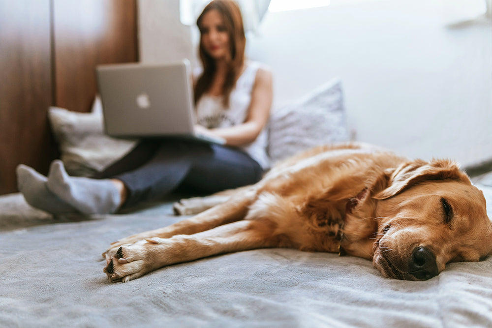 Stress Support Without Feeling Sleepy: The Science of Calm Clarity