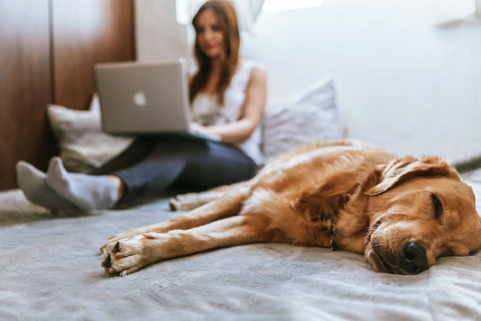 Stress Support Without Feeling Sleepy: The Science of Calm Clarity